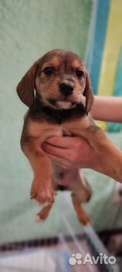 Отдам в добрые руки