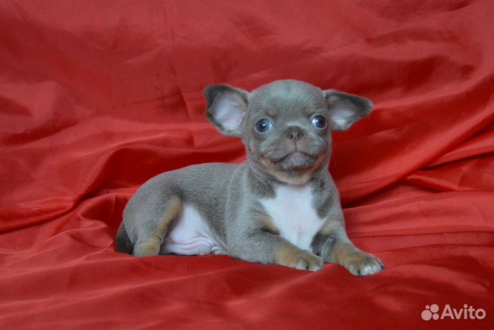 Лиловые и кремовые детки