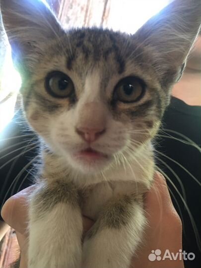 Котенок мальчик бесплатно