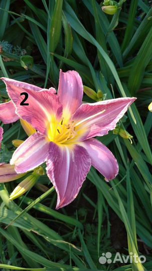 Лилейники сортовые 15 видов