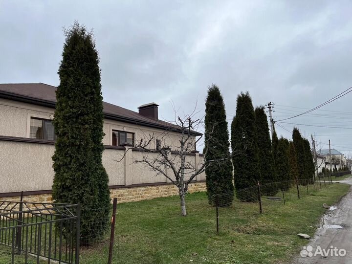 Туи крупномеры с доставкой