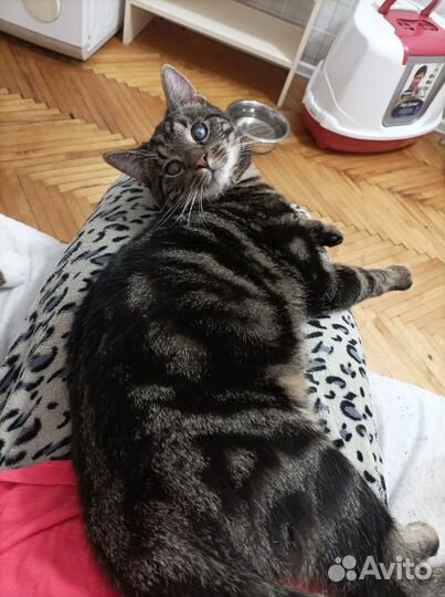 Котёнок - подросток. Оскар. В добрые руки