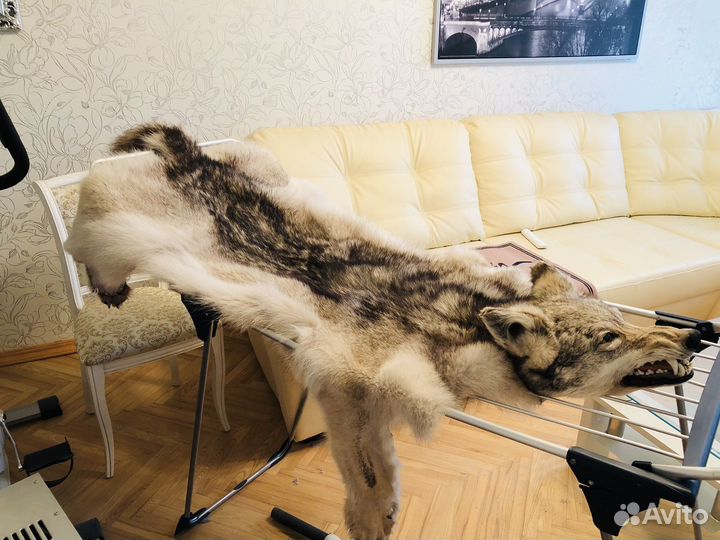 Шкура волка