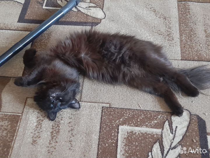 Отдам кота в добрые руки