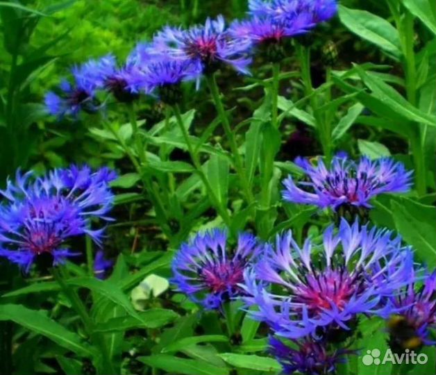 Василёк горный многолетний