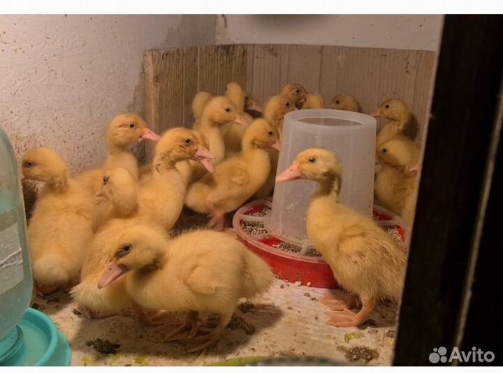 Утиные яйца