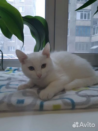 Котята турецкой ангоры