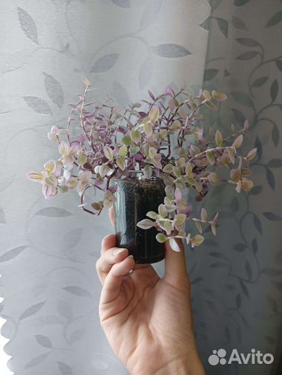 Комнатные растения цветы