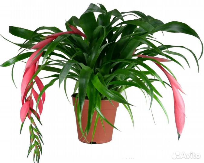 Бильбергия