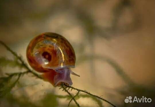 Улитки аквариумные