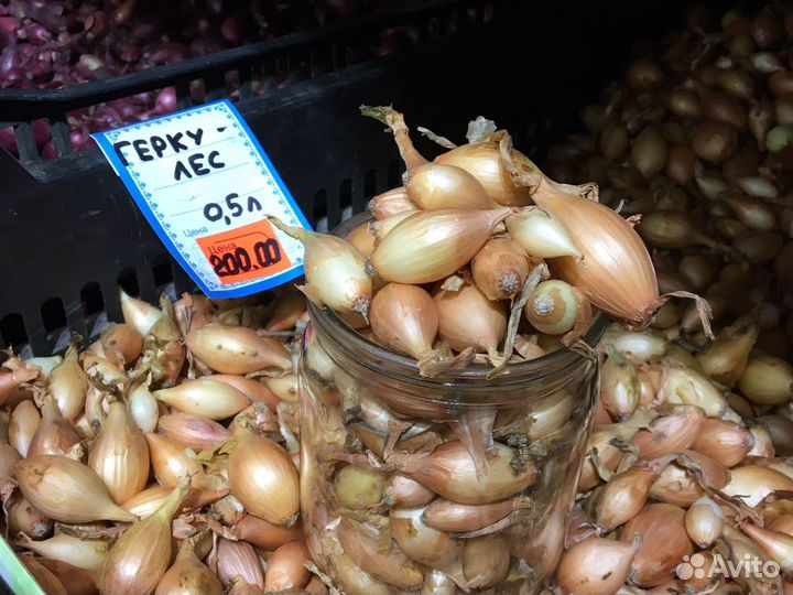 Геркулес (Голландия)