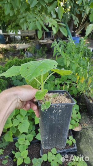 Саженцы павловнии