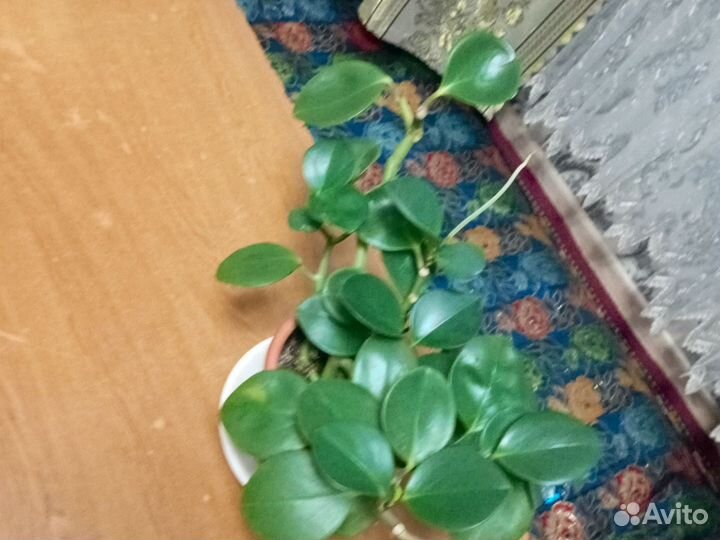 Пеперомия Магнолиелистная