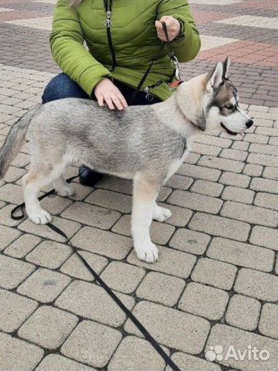 Сибирский хаски щенки