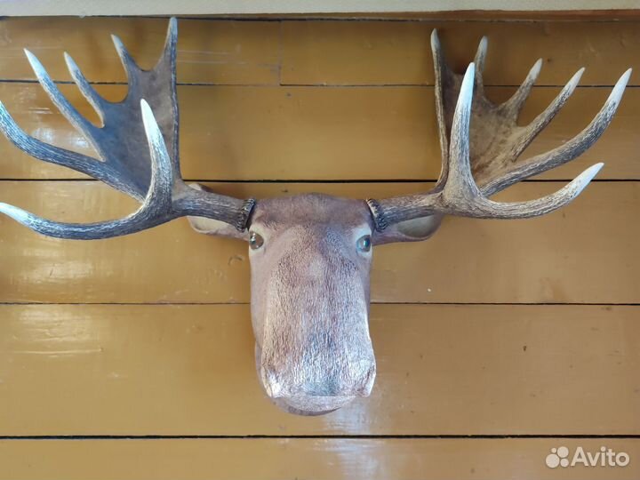 Голова лося с рогами (искусственные)
