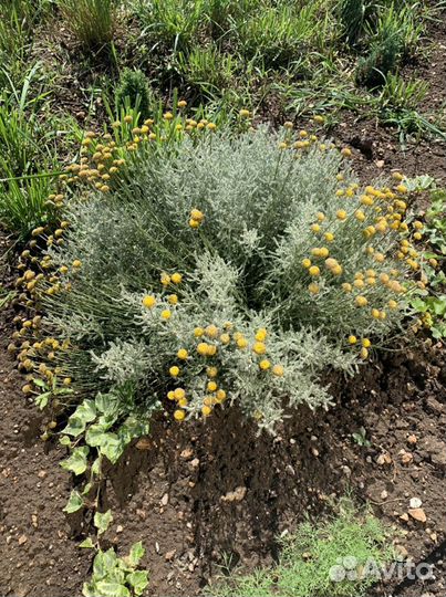 Ясколка(борец с сорняками) Сантолина,Барвинок