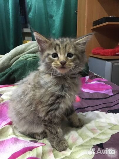 Котята мейн-кун