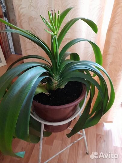 Кливия, взрослое растение