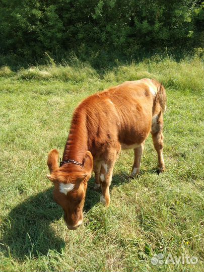 Тёлка айширской породы