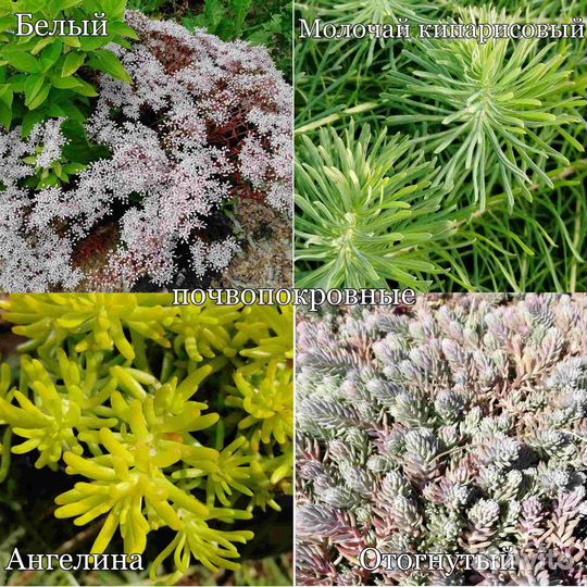 Суккуленты (очитки, седумы, юкка и др.) для сада