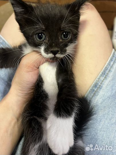 Котята в добрые руки даром