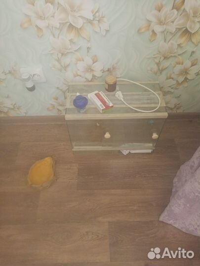 Американский уж