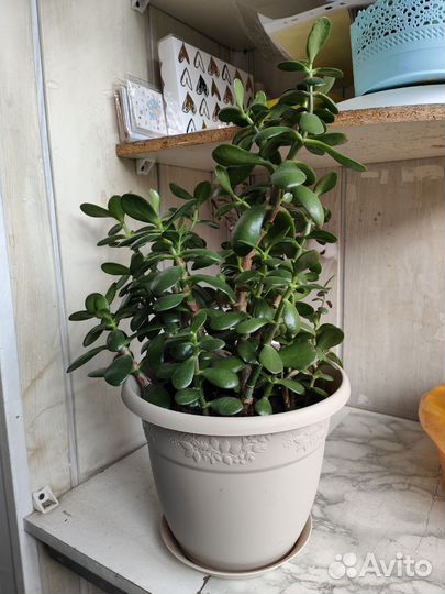 Красула толстянка