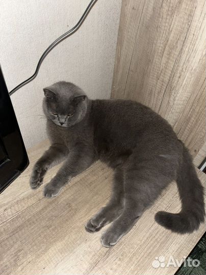 Британский кот