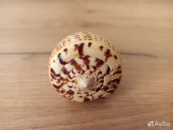 Морские раковины