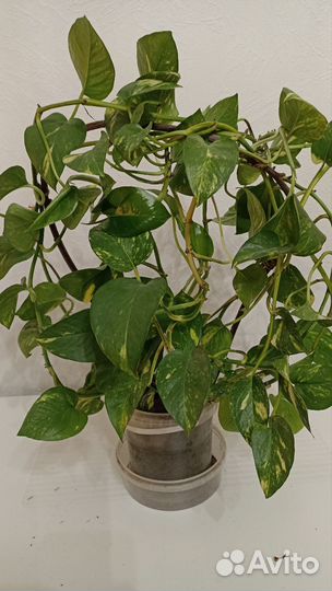 Сциндапсус поемиум