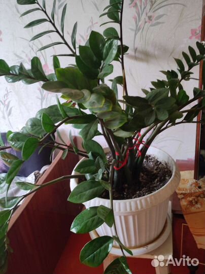 Замиокулькас замиелистныйZamioculcas zamiifolia