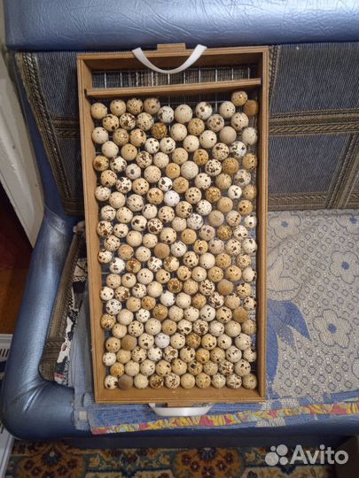 Инкубационное яйцо перепелов