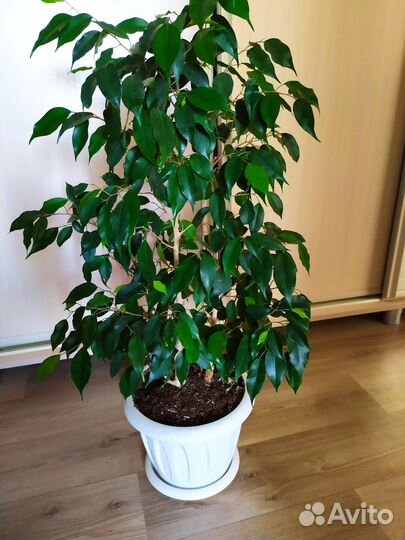 Фикус бенджамина