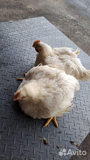 Куры бройлеры