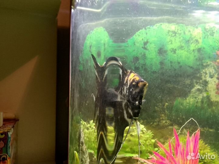 Продаю рыбак