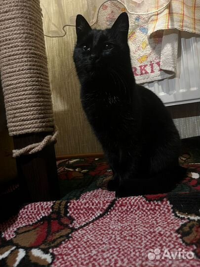 Котодевочка Багира