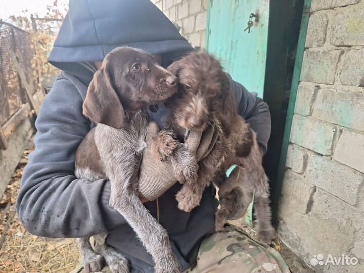 Щенки Дратхаара