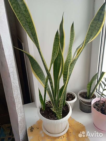 Комнатный цветок Оленьи рога