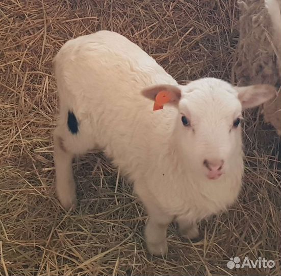 Продаю барашка для Вас. Катумская баранина