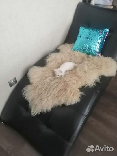 Котёнок ищет новый дом