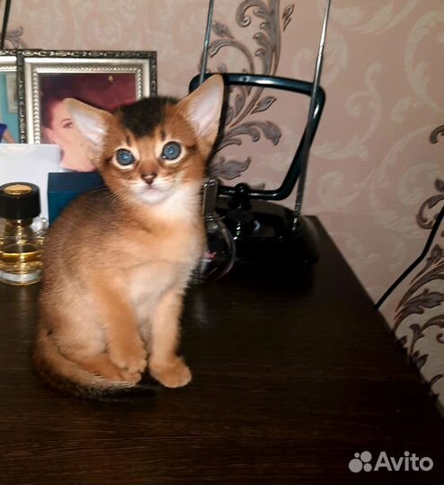 Абиссинские котята