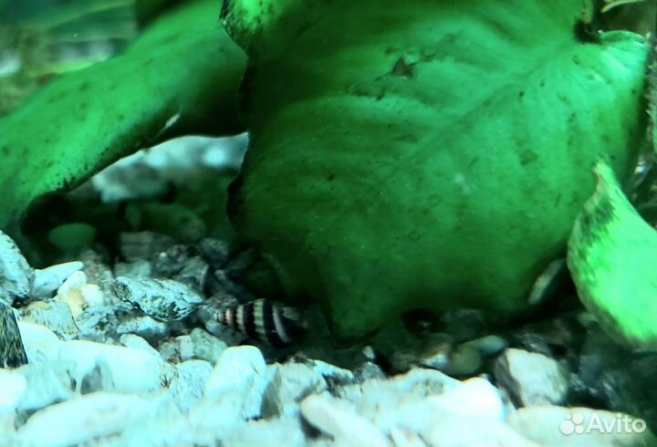 Улитки аквариумные Хелена