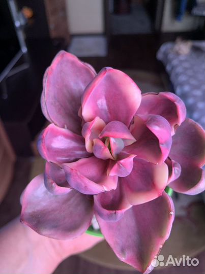 Echeveria Golden State variegated