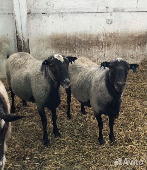 Бараны и ярки на племя