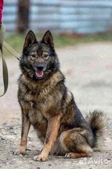 Кобель Тимка в хорошую семью бесплатно