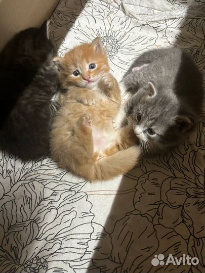 Котята в добрые руки бесплатно