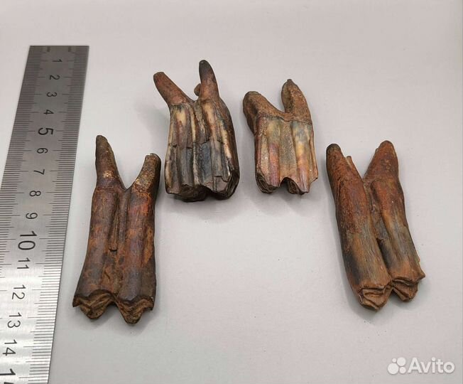 Зубы древних млекопитающих (4 шт) / Окаменелости