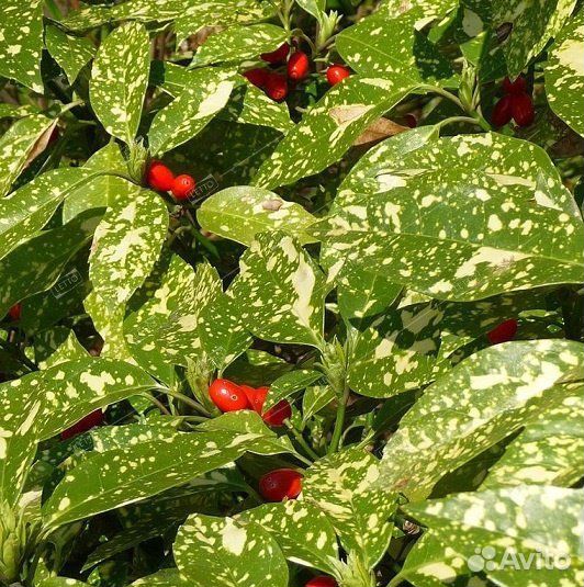 Аукуба японская Кротонифолия 50/70 Aucuba japonica