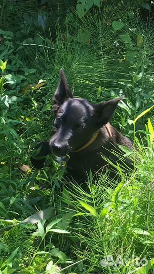 Собака в добрые руки отдам бесплатно