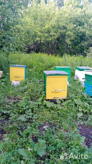 Улей с пчелами